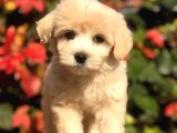 Mükemmel Görsellikteki Maltıpoo Yavrumuz