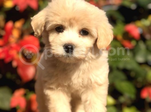 Mükemmel Görsellikteki Maltıpoo Yavrumuz görsel