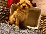 Safkan Toy Poodle Yavrularımız