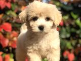 Mükemmel Görsellikteki Maltıpoo Yavrumuz