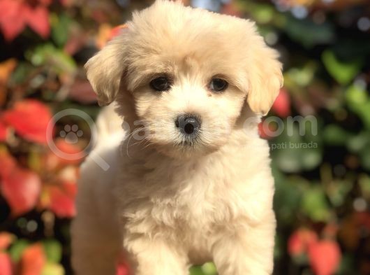 Mükemmel Görsellikteki Maltıpoo Yavrumuz görsel