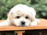 Babyface Gold Morkie Yavrumuz