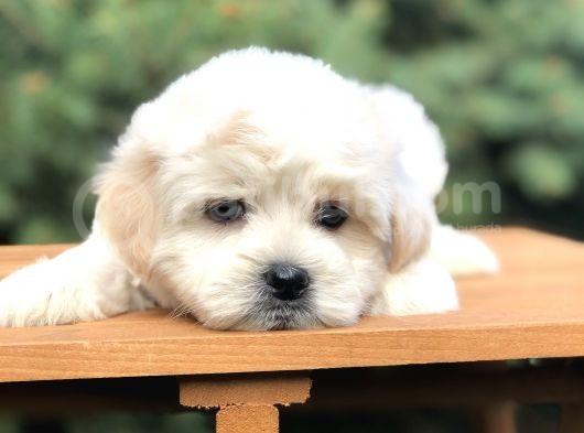 Babyface Gold Morkie Yavrumuz görsel
