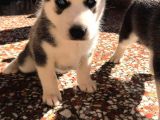A Kalite Safkan Huskyler Yavrular, Anne Baba Resimli