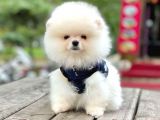 Safkan Pomeranian Boo Yavrularımız