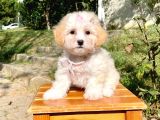 Maltipoo Sevimli Mini Boy Yavrular