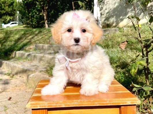 Maltipoo Sevimli Mini Boy Yavrular görsel