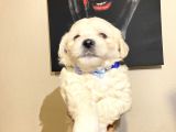 Evde Yetiştirilen Sağlıklı Yavru Köpekler