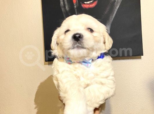 Evde Yetiştirilen Sağlıklı Yavru Köpekler görsel