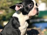 Süper Anatomi Sahip Frenchbulldog Yavrumuz