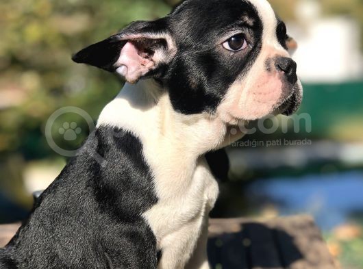 Süper Anatomi Sahip Frenchbulldog Yavrumuz görsel