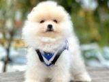 Ayı Surat Boo Pomeranian Yavrular