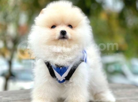 Ayı Surat Boo Pomeranian Yavrular görsel