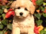 Orjinal F2 Maltıpoo