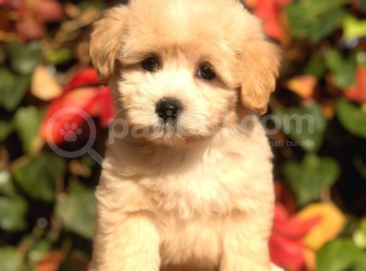 Orjinal F2 Maltıpoo