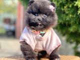 Safkan Pomeranian Boo Yavrularımız