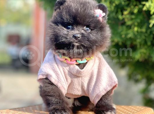 Safkan Pomeranian Boo Yavrularımız görsel