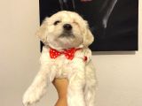 Evde Yetiştirilen Sağlıklı Yavru Köpekler