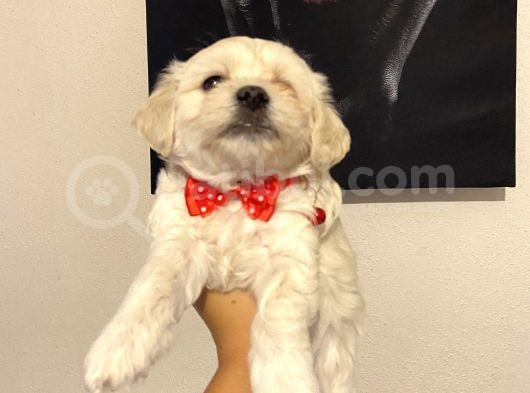 Evde Yetiştirilen Sağlıklı Yavru Köpekler görsel