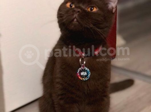 British Shorthair Yavrum görsel
