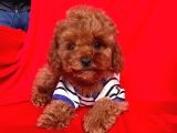 Red Brown Toy Poodle Yavrular