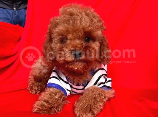 Red Brown Toy Poodle Yavrular