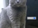 British Shorthair Yavrum