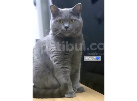 British Shorthair Yavrum görsel
