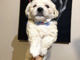 Evde Yetiştirilen Sağlıklı Yavru Köpekler