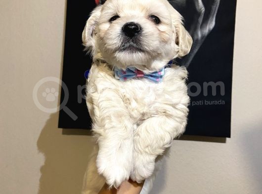 Evde Yetiştirilen Sağlıklı Yavru Köpekler görsel