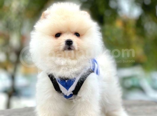 Ayı Surat Boo Pomeranian Yavrular görsel