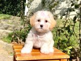 Maltipoo Sevimli Mini Boy Yavrular