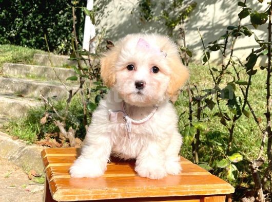 Maltipoo Sevimli Mini Boy Yavrular görsel