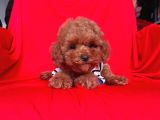 Red Brown Toy Poodle Yavrular
