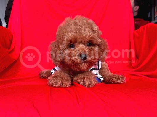 Red Brown Toy Poodle Yavrular görsel