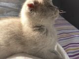 Nadir Bulunan Scottish Fold Lilac