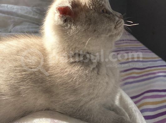Nadir Bulunan Scottish Fold Lilac görsel