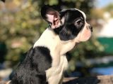 Süper Anatomi Sahip Frenchbulldog Yavrumuz