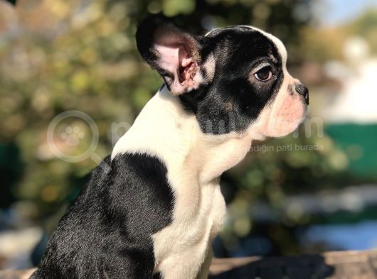 Süper Anatomi Sahip Frenchbulldog Yavrumuz