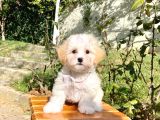 Maltipoo Sevimli Mini Boy Yavrular