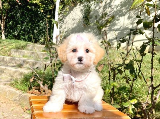 Maltipoo Sevimli Mini Boy Yavrular görsel