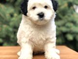 Dizayn Irk Morkie Güzelliği