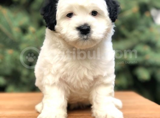 Dizayn Irk Morkie Güzelliği