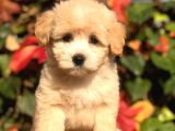Orjinal F2 Maltıpoo
