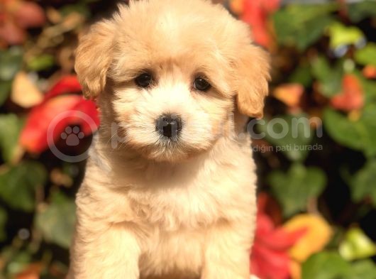 Orjinal F2 Maltıpoo görsel
