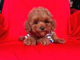 Red Brown Toy Poodle Yavrular