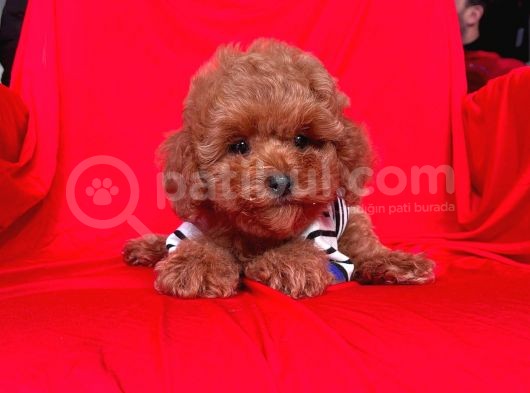 Red Brown Toy Poodle Yavrular görsel