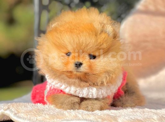 Safkan Ayı Surat Teddy Pomeranian Yavrularımız