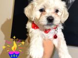 Evde Yetiştirilen Sağlıklı Yavru Köpekler