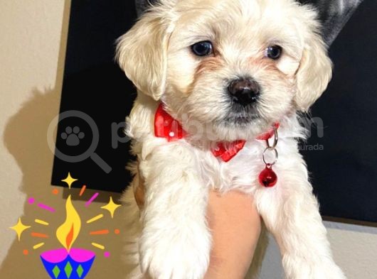 Evde Yetiştirilen Sağlıklı Yavru Köpekler görsel